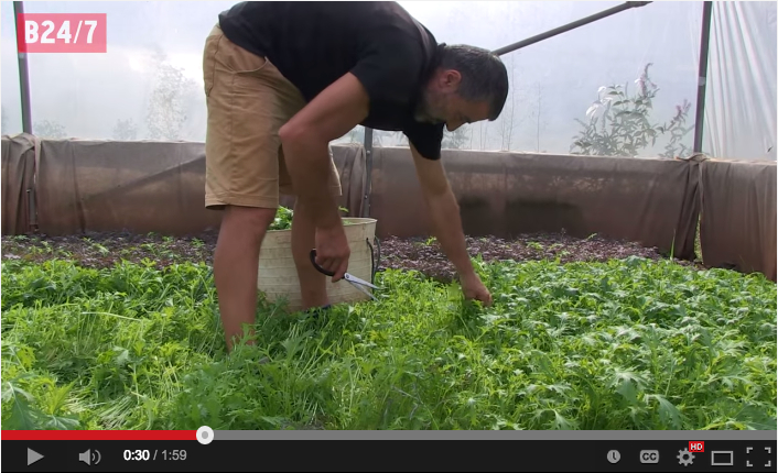 Salad days for second chance urban farmers